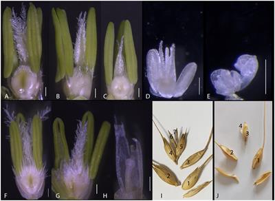 Independent genetic factors control floret number and spikelet number in Triticum turgidum ssp.